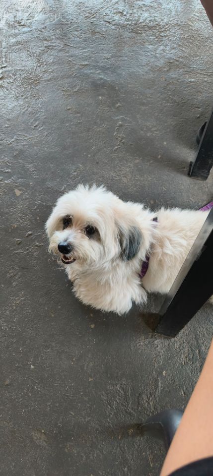 goodnovel comment avatar