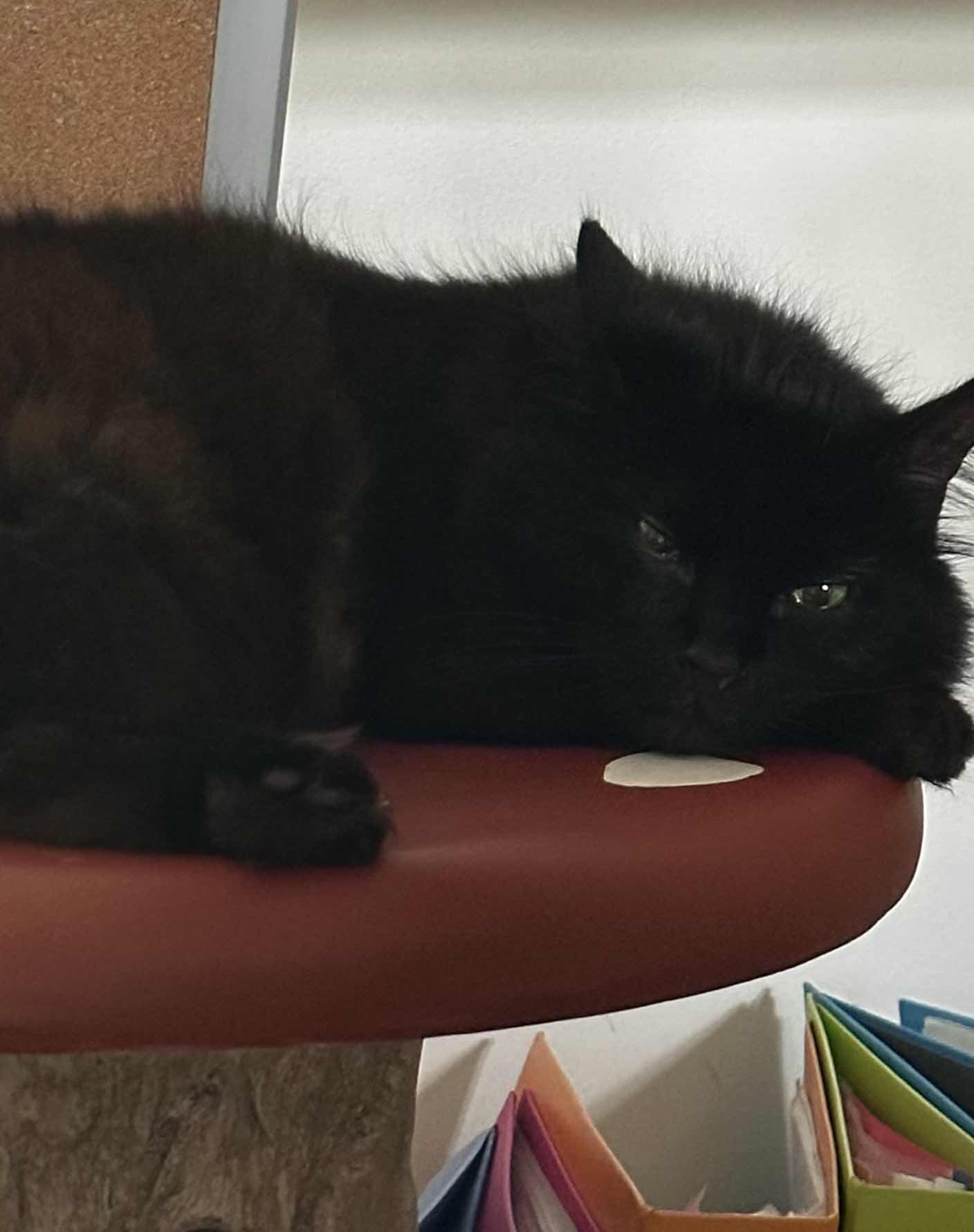 goodnovel comment avatar