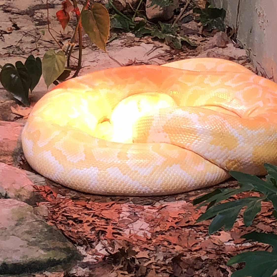 goodnovel comment avatar